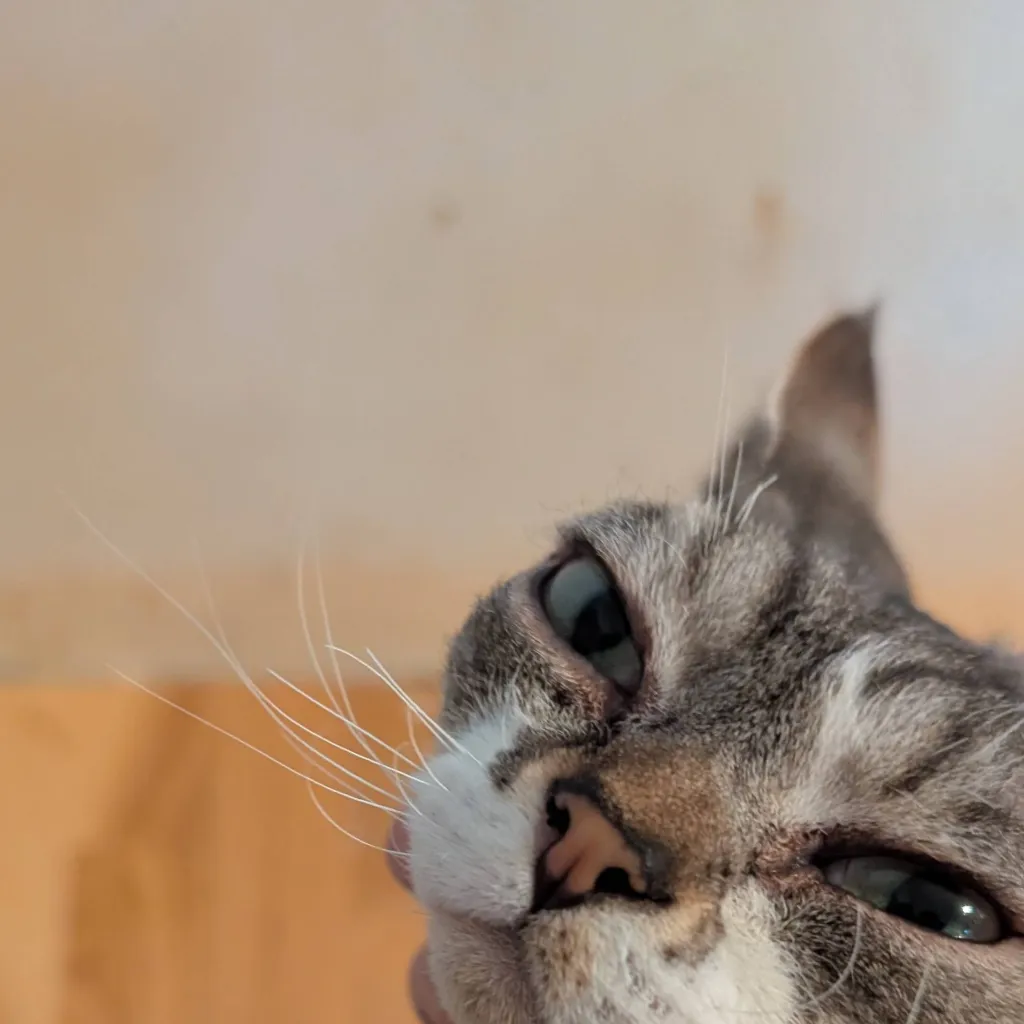 chat with ai character: ipad kid