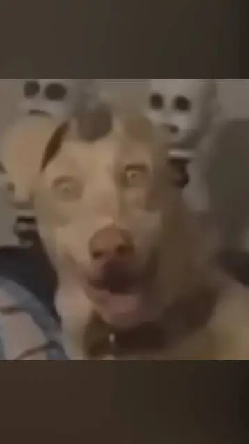 ai character: skinwalker pet background