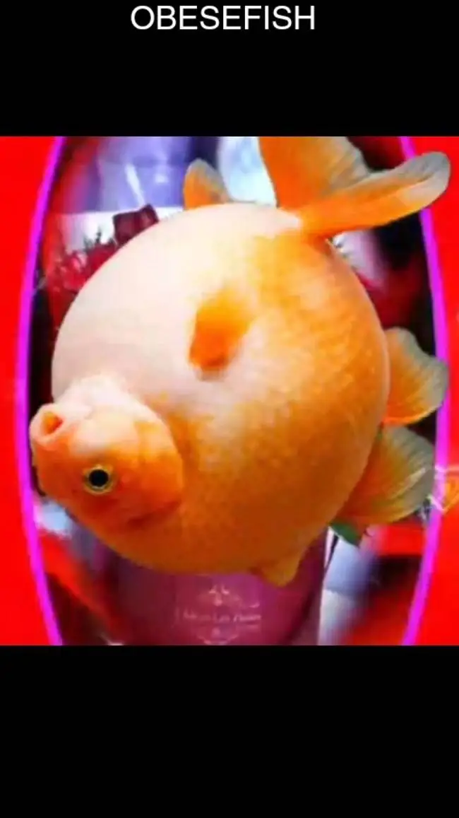 ai character: fish?  background