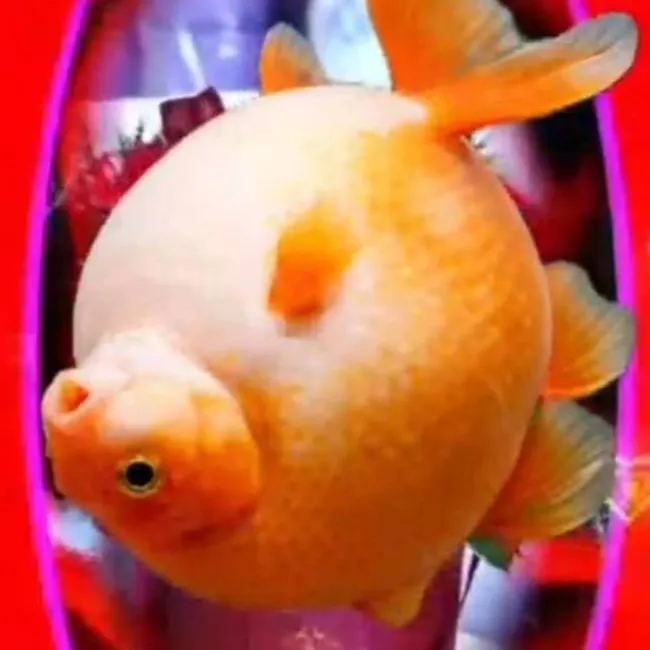 chat with ai character: fish? 