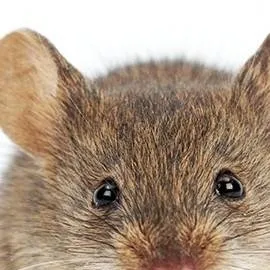 chat with ai character: a little mouse 