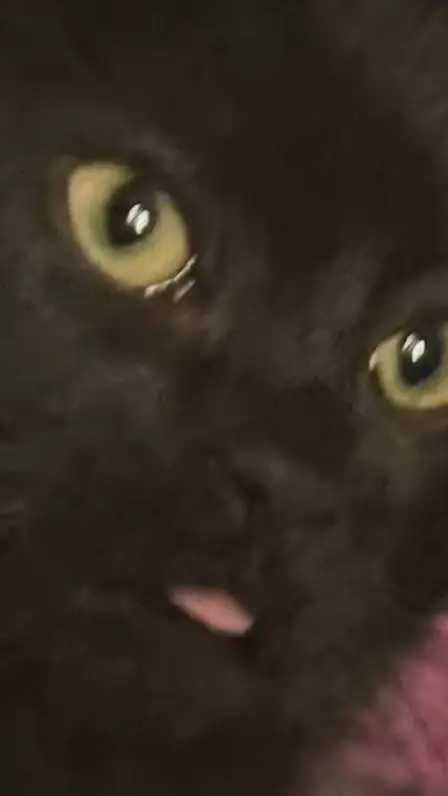 ai character: mha class pet background