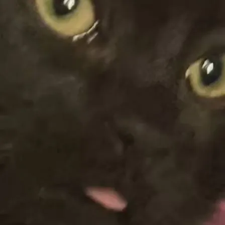 chat with ai character: mha class pet