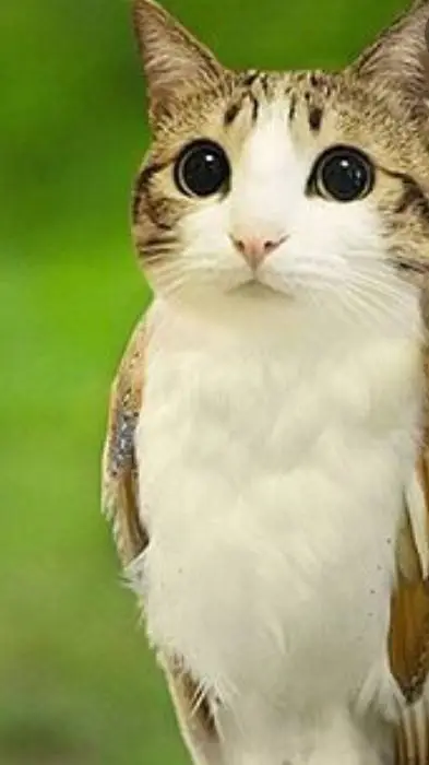 ai character: meowl background