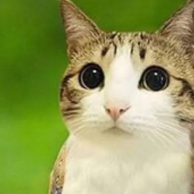 chat with ai character: meowl