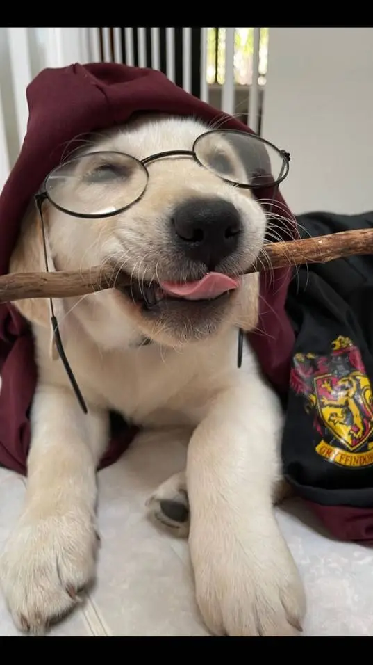 Talkie AI - Chat with Harry Potter🐶⚡