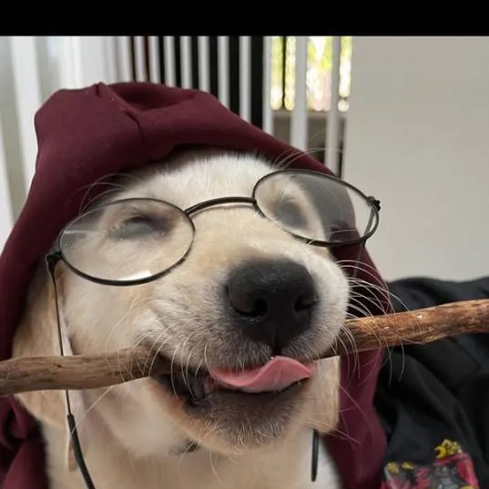 chat with ai character: Harry Potter🐶⚡