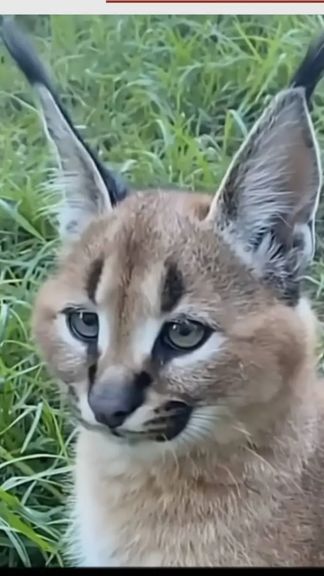 ai character: 😈MHA GENDER QUIRK😈 background