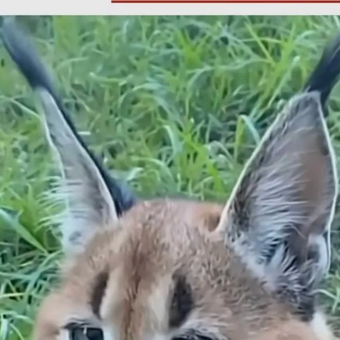 chat with ai character: 😈MHA GENDER QUIRK😈