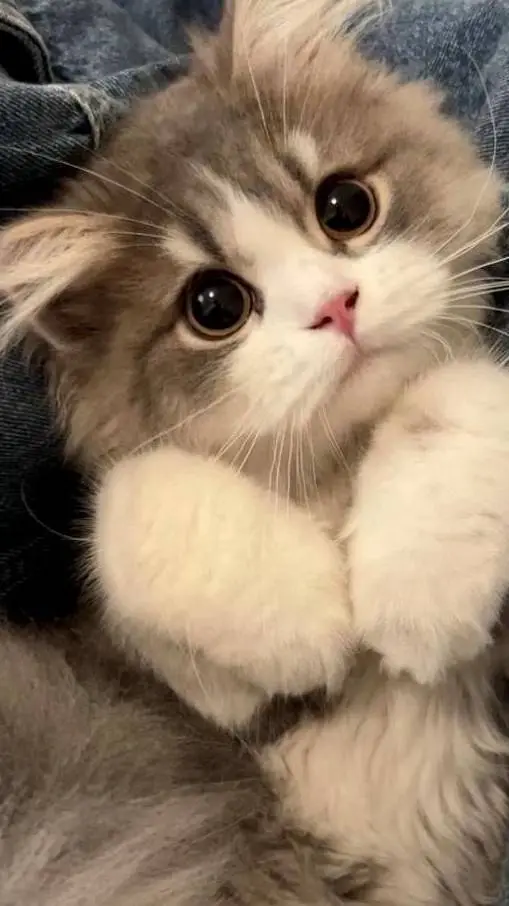 ai character: Meow background