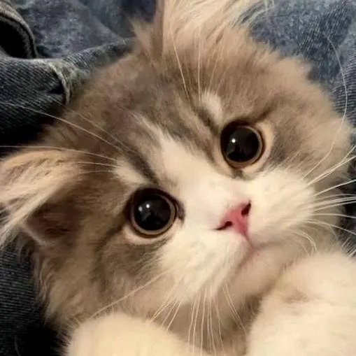 chat with ai character: Meow