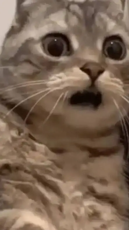 ai character: BACON background