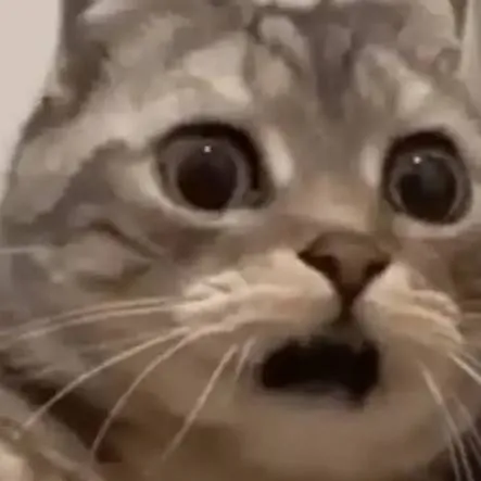 chat with ai character: BACON