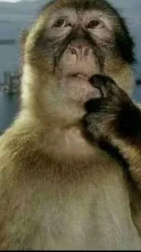ai character: Thinking monkey background