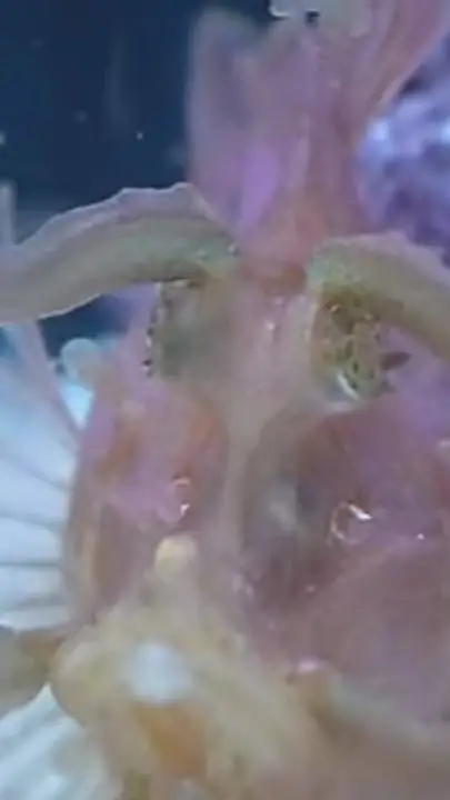 ai character: LA FPE background