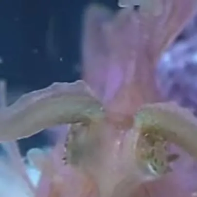 chat with ai character: LA FPE