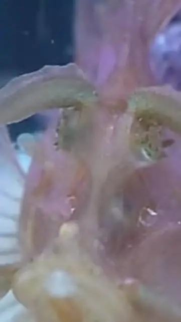 ai character: snowy foresto background