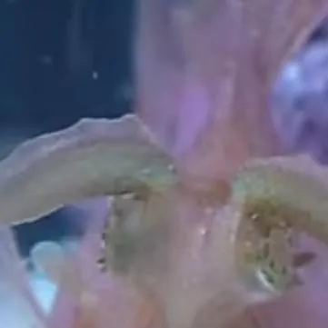 chat with ai character: snowy foresto