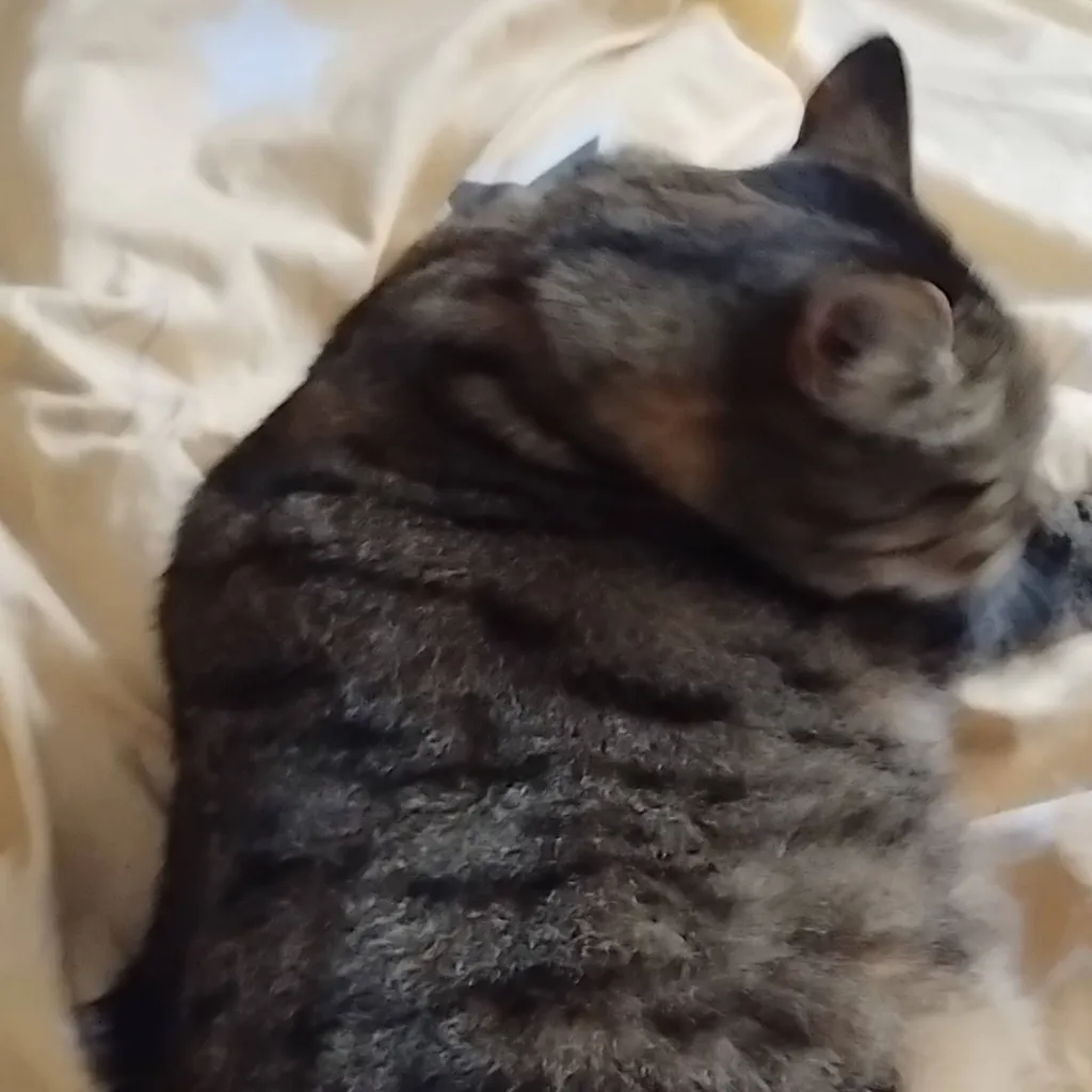 chat with ai character: the aura cat