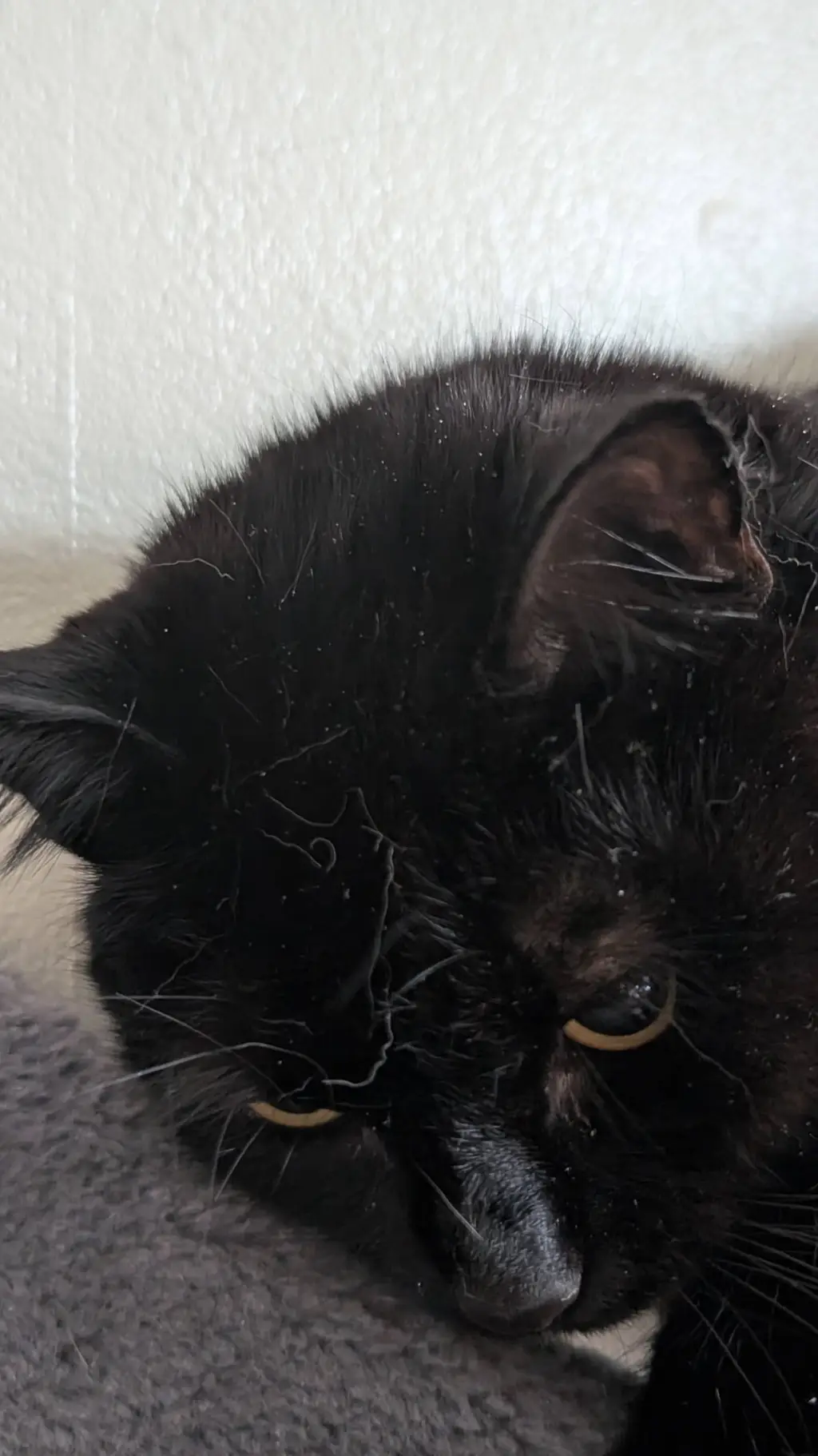 ai character: Poppy background