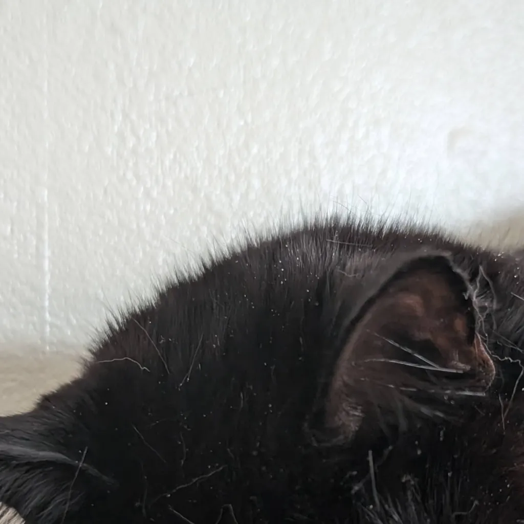 chat with ai character: Poppy