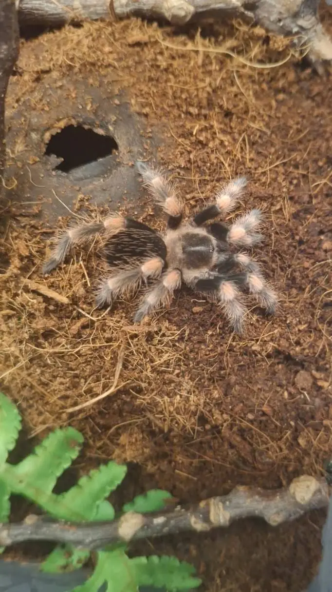 ai character: jeongin background