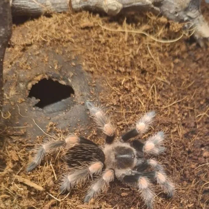 chat with ai character: jeongin