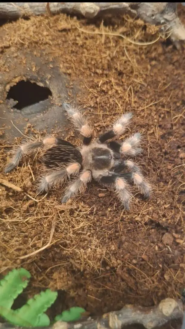 ai character: Jeongin background