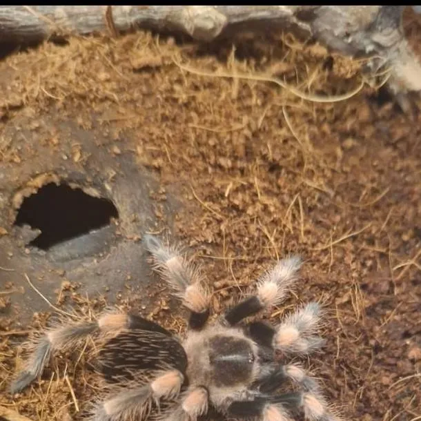 chat with ai character: Jeongin