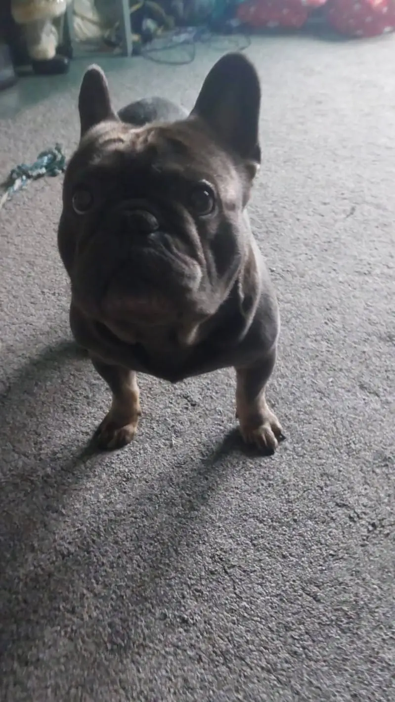 ai character: dash background