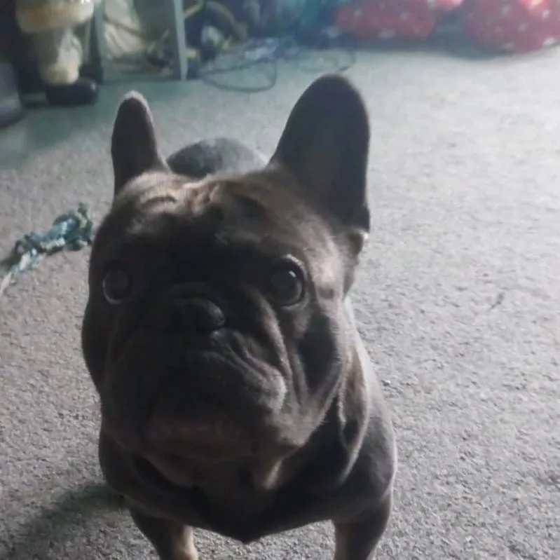 chat with ai character: dash