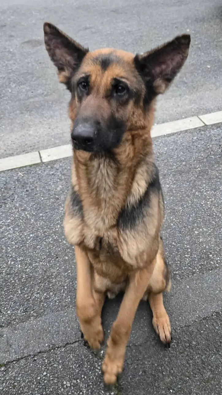 ai character: bella background