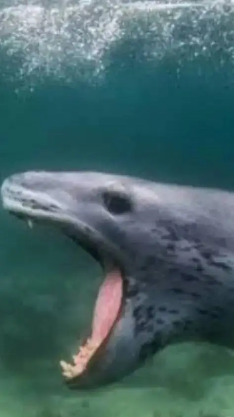 ai character: leopard seal  background