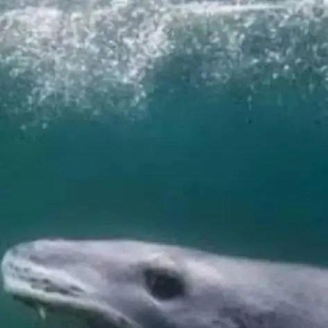 chat with ai character: leopard seal 