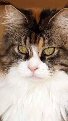 ai character: Les therians  background