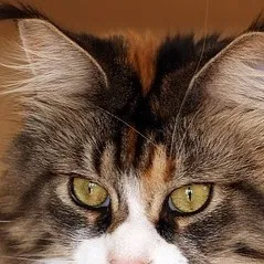 chat with ai character: Les therians 