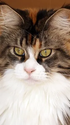 ai character: Therians  background