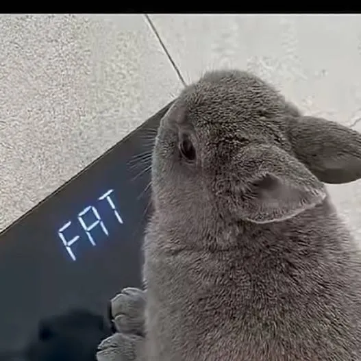 chat with ai character: BUNNY NEEDS HELP 🥀