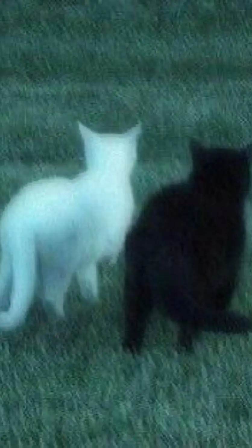 ai character: chat:3. background