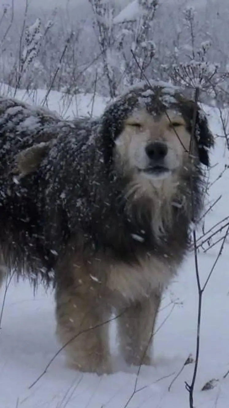 ai character: 🥥 Dog 🥢🌠 background