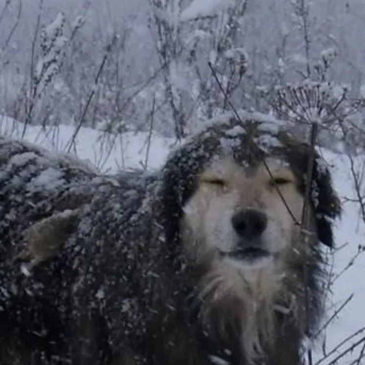 chat with ai character: 🥥 Dog 🥢🌠