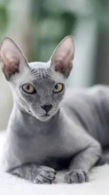 ai character: stray cat background