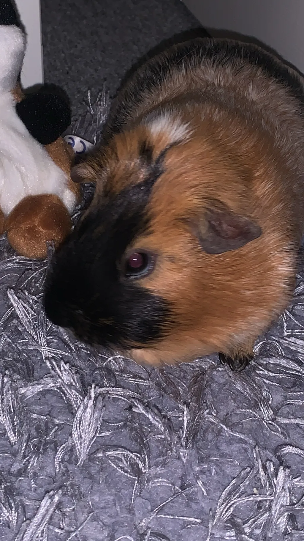 ai character: Zusha/ginipig background