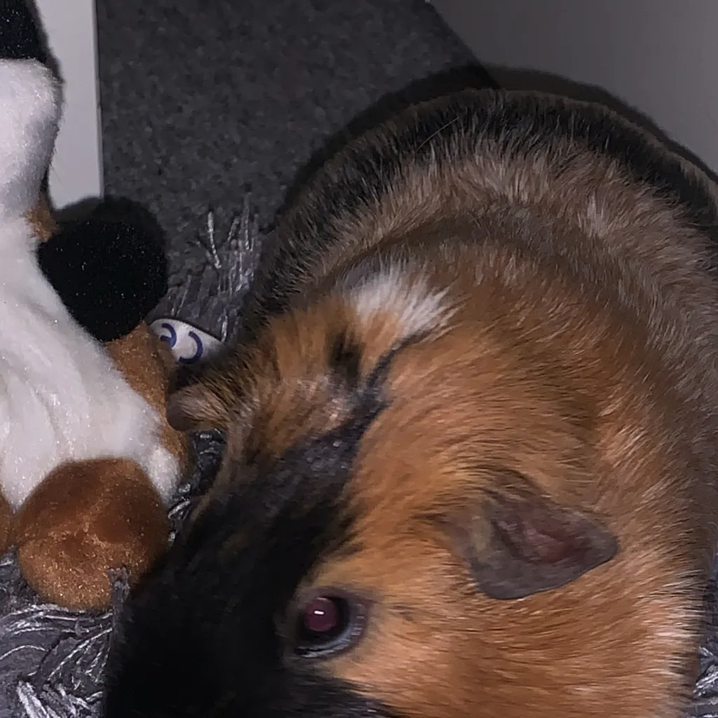 chat with ai character: Zusha/ginipig