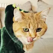 chat with ai character: Dino cat