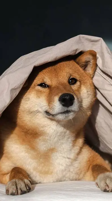 ai character: DW conatinment? background