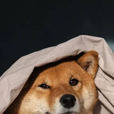 chat with ai character: DW conatinment?