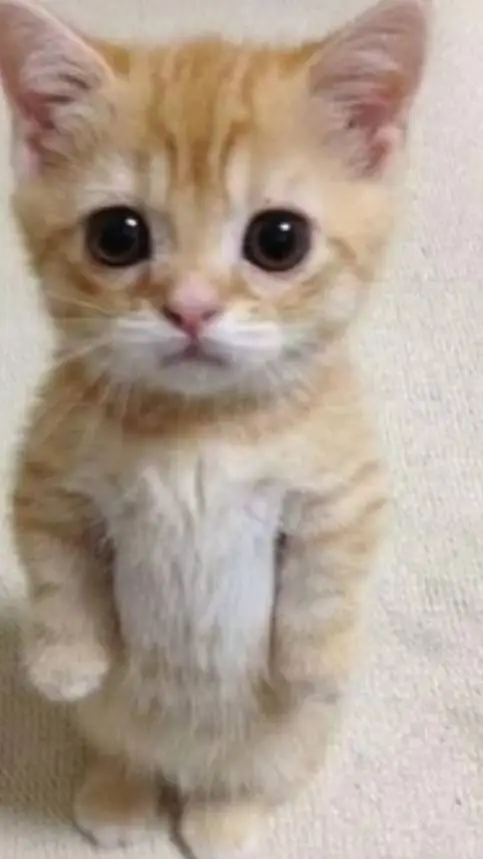 ai character: mangyellows cat background