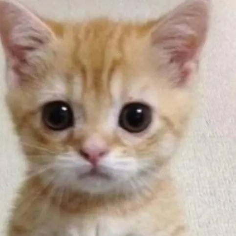 chat with ai character: mangyellows cat