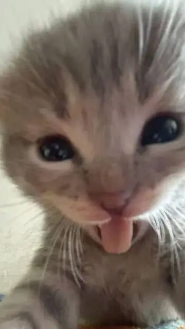 ai character: Abraham background